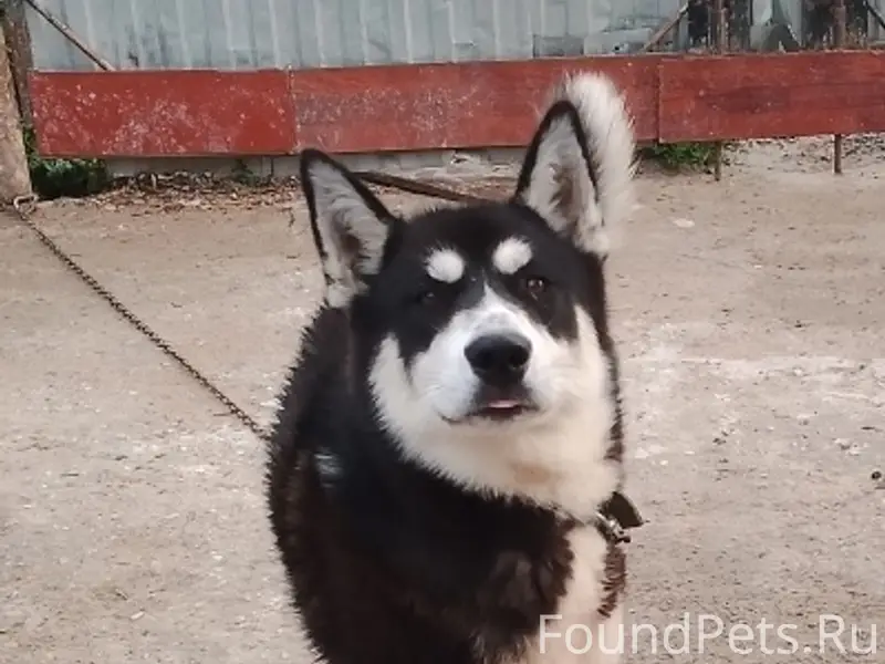 Пропала собака, неизвестна местность