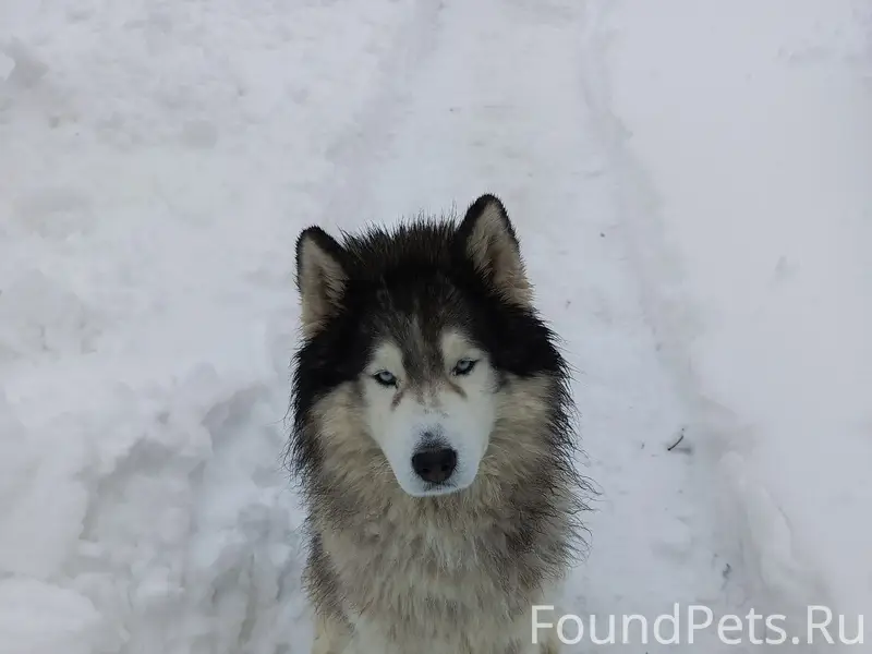 Пропал сибирский хаски, г. Павловск