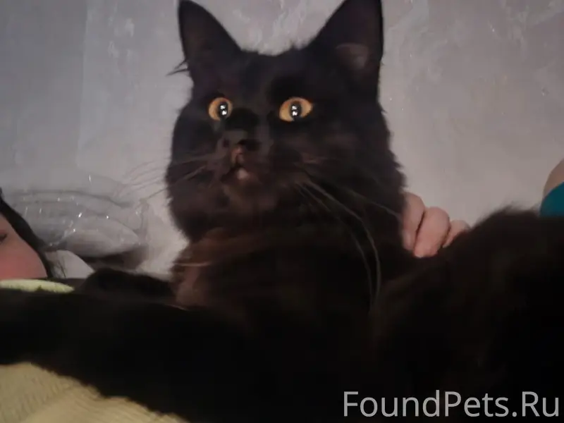 Пропал кот, улица 50 лет Октября