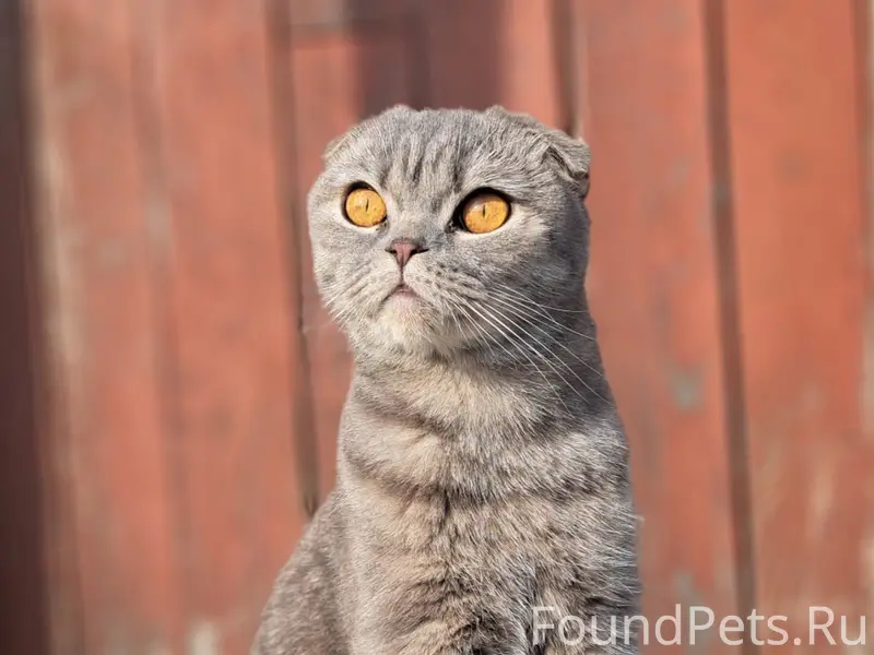 Пропал кот Бублик, Киряево