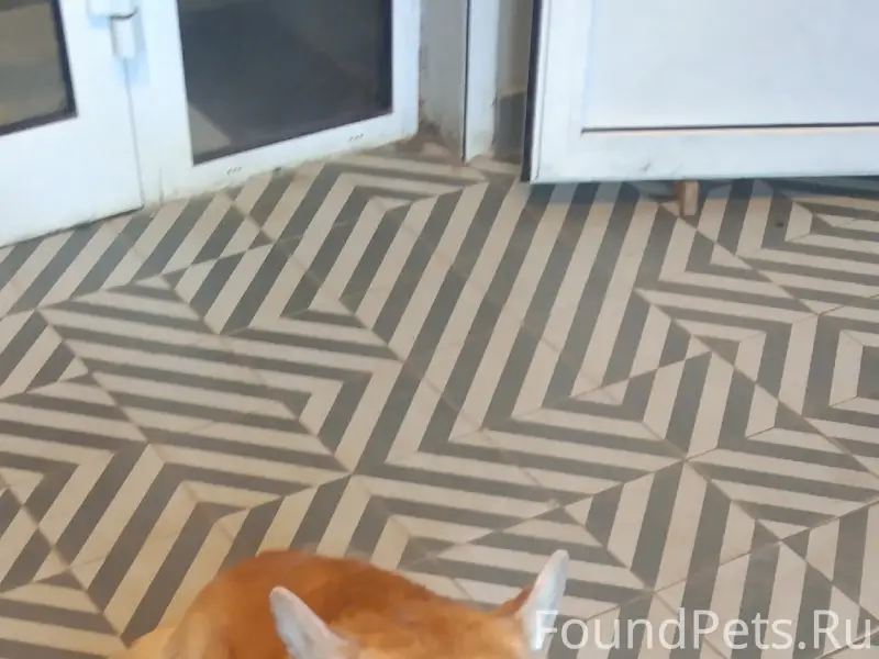 Пропала собака корги, ул. Московская