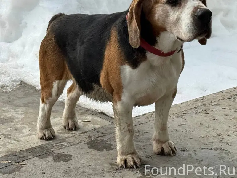 Найден Бигль, красный ошейник, Казань