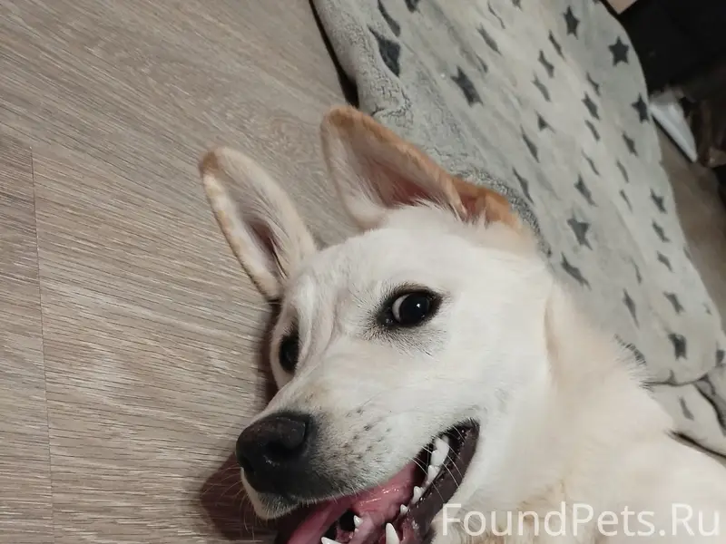 Найден щенок, Гагарина 9