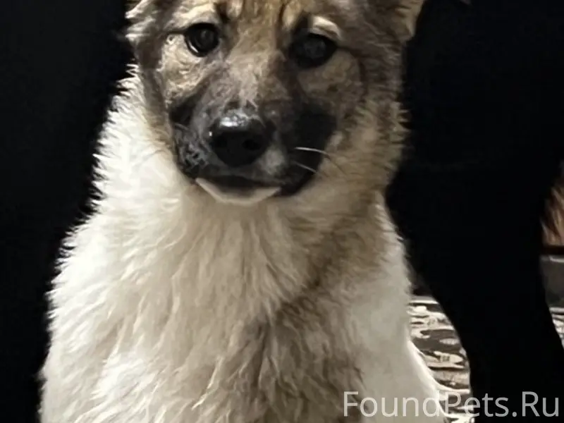 Пропал щенок, д. Ченцово