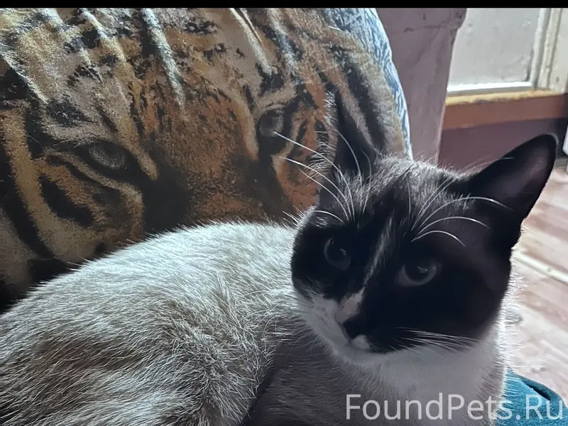 Пропал кот, свяжитесь по номеру 89042294354