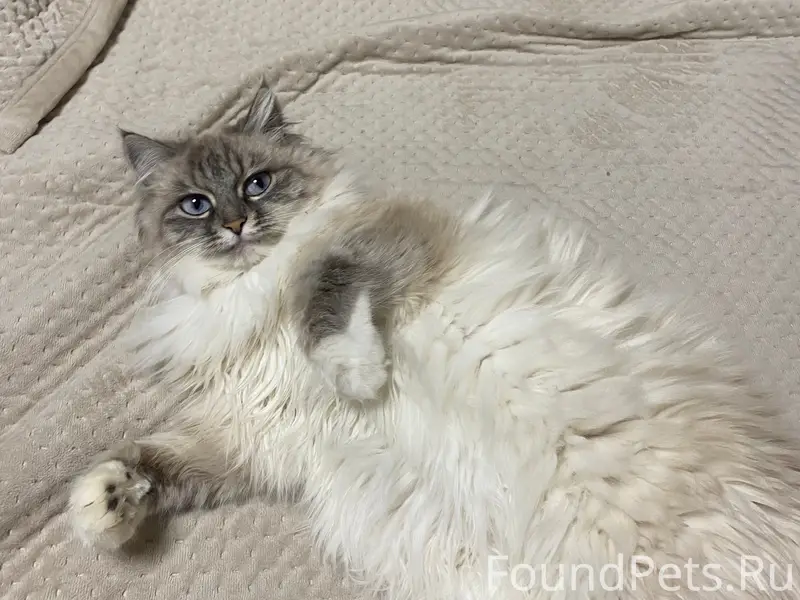 Пропала кошка, район 45 школы