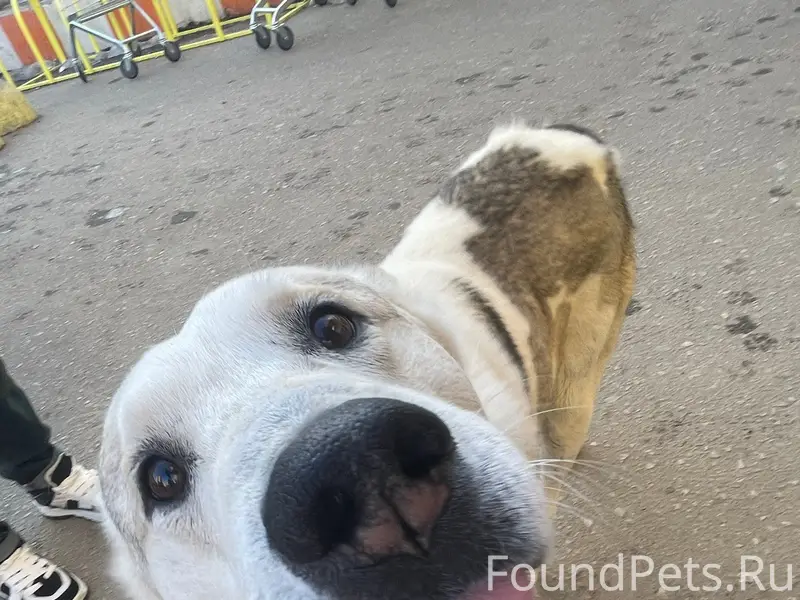 Пропал домашний пёс, Калуга