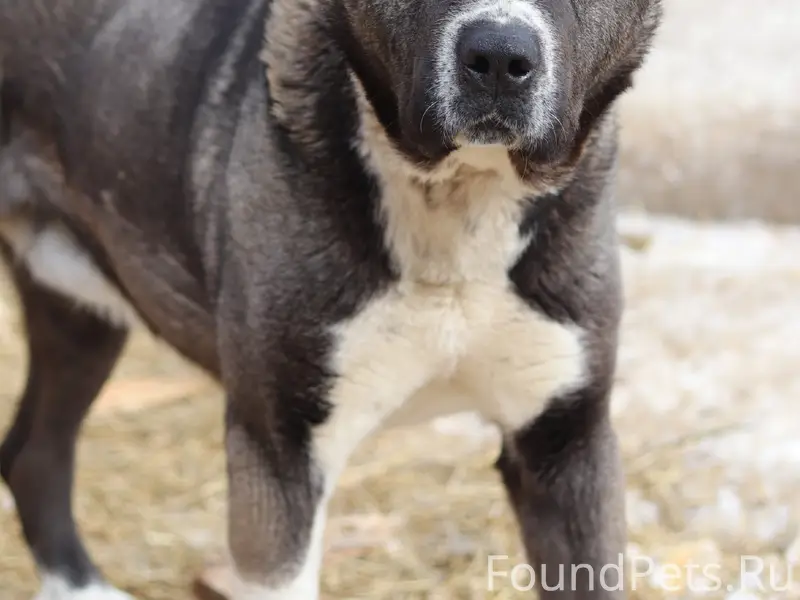 Найден алабай Мишаня, Кировский район