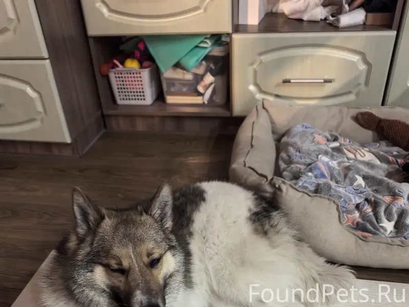 Найдена собака, Центральный район