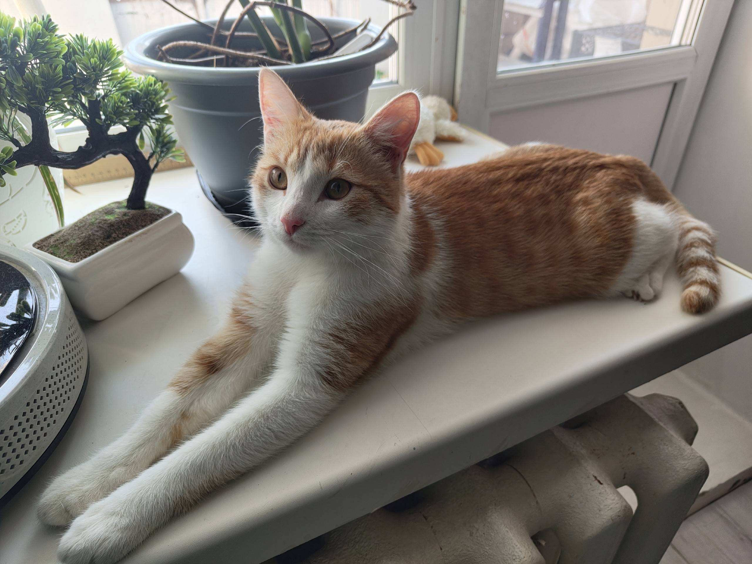 Найден рыжий кот, район Ломоносова, 115