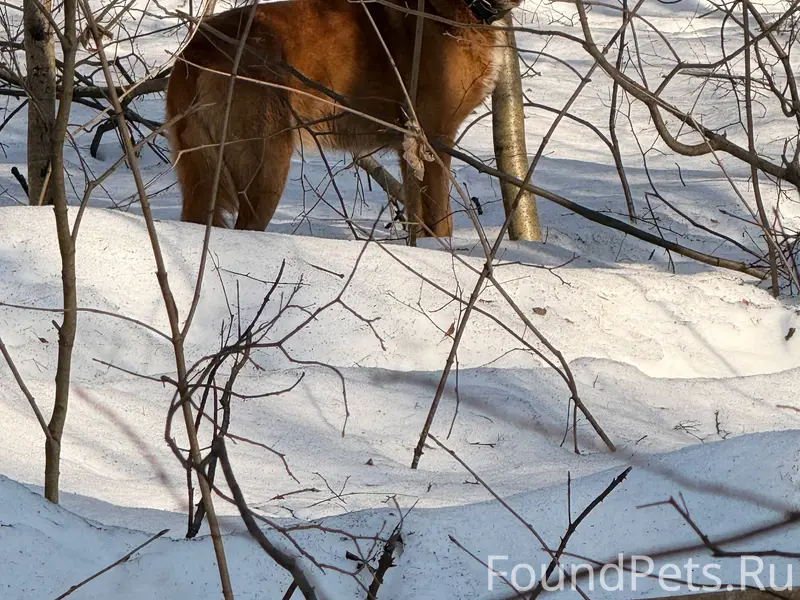 Найдена собака, рыжая, СВАО