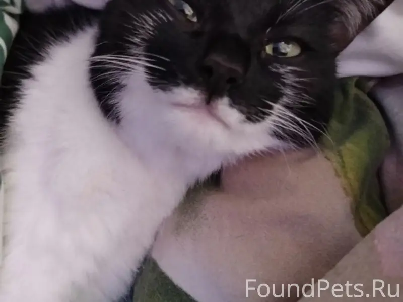 Пропала кошка Сима, район ул. Рабочей
