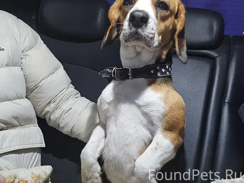 Найден тип собака, трасса тэц 3