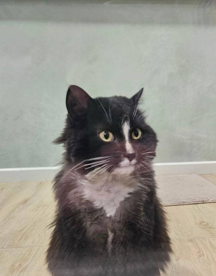 Найден кот, ул. 3я Транспортная
