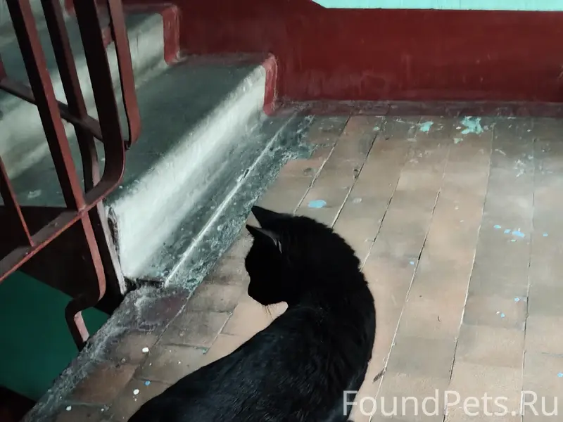 Найдена кошка, возможно домашняя