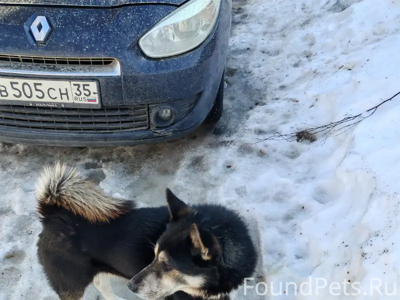 Найден пес, Угловского дом 30