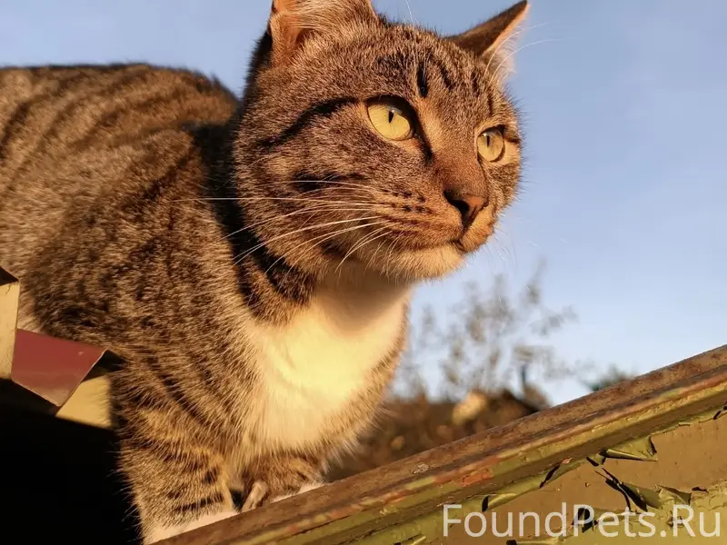 Пропал кот Вася, район Харинка