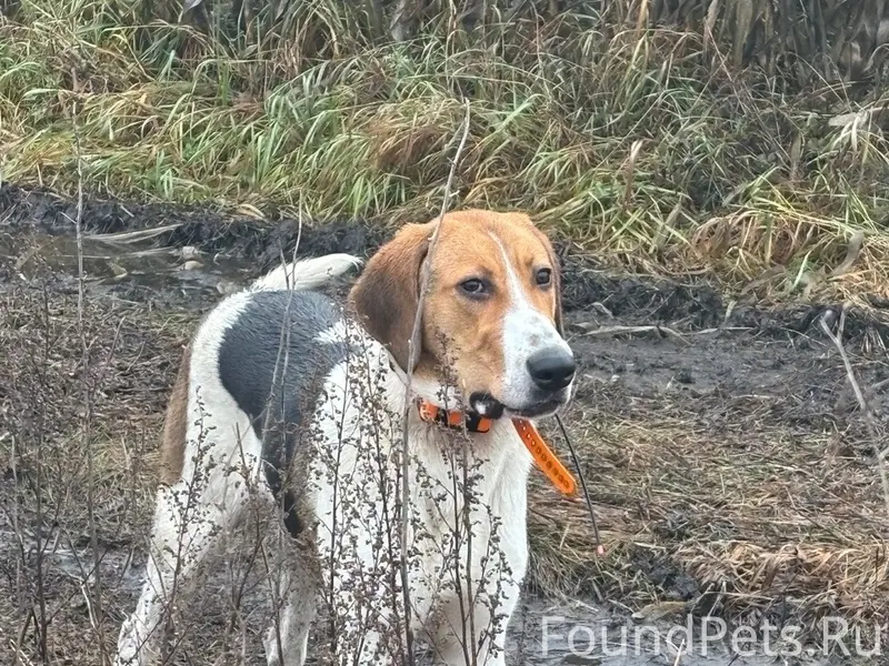 Пропала собака, ул. Полевая