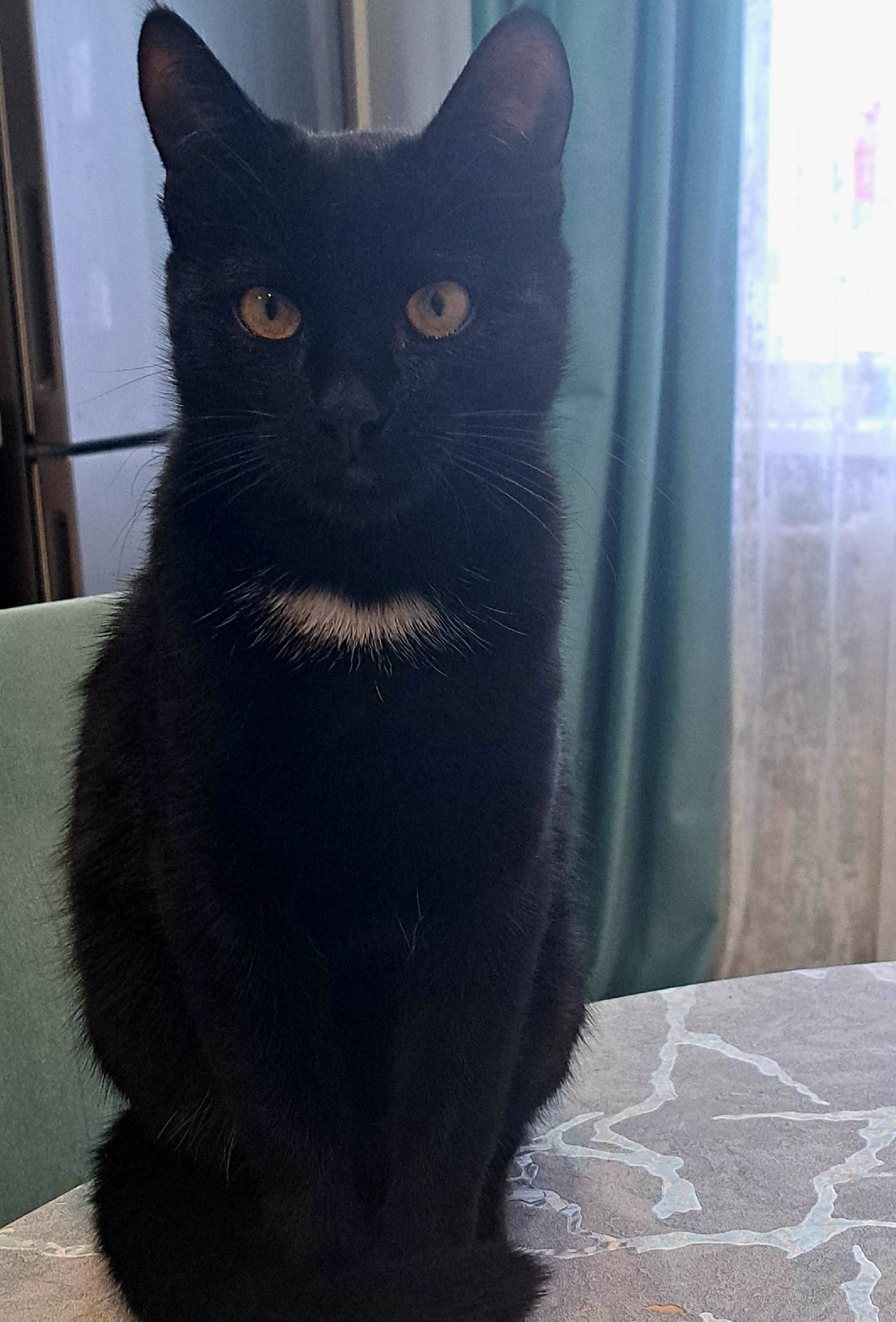 Пропал кот Сажик