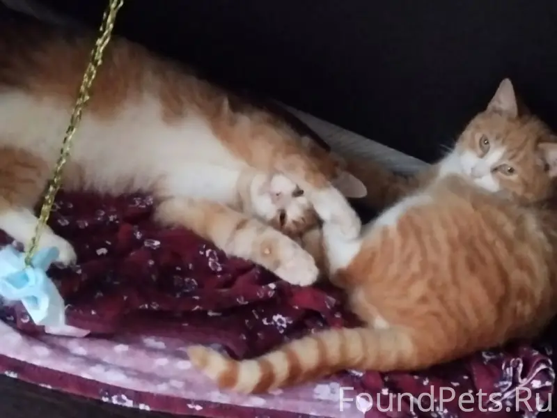 Пропал рыжий котик, деревня Боровая