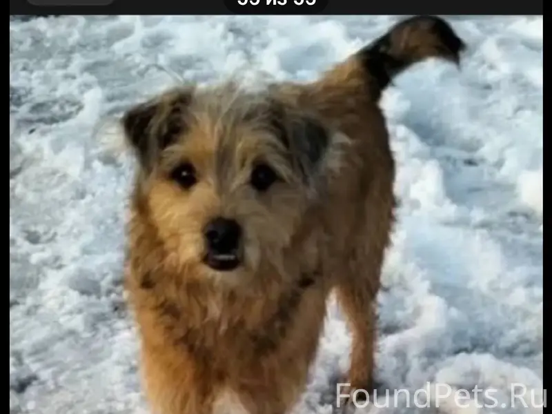 Пропал щенок, Пушкарские дачи