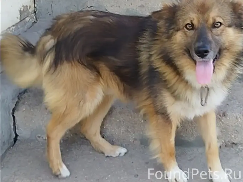 Пропал пёс, район Ямской церкви