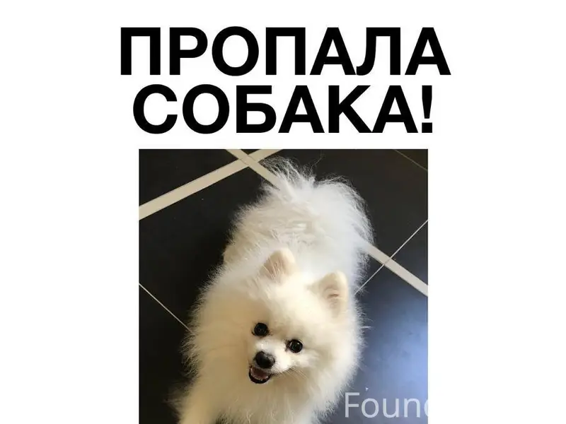 Пропал городской пёс, Пластунка