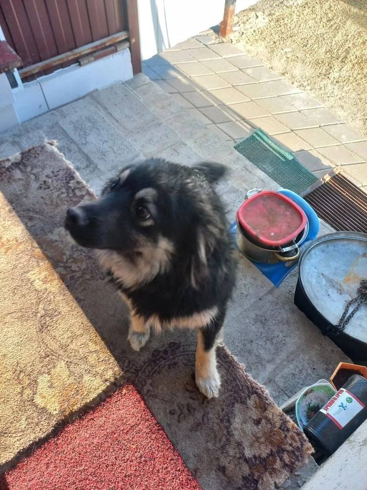 Найден а дворняга, улица Чапаева