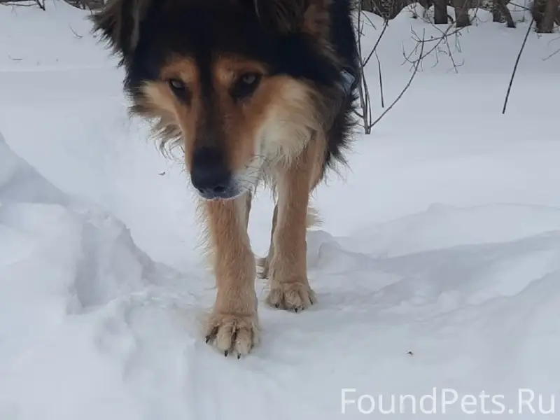 Пропал добрый пёс с ошейником, мжк