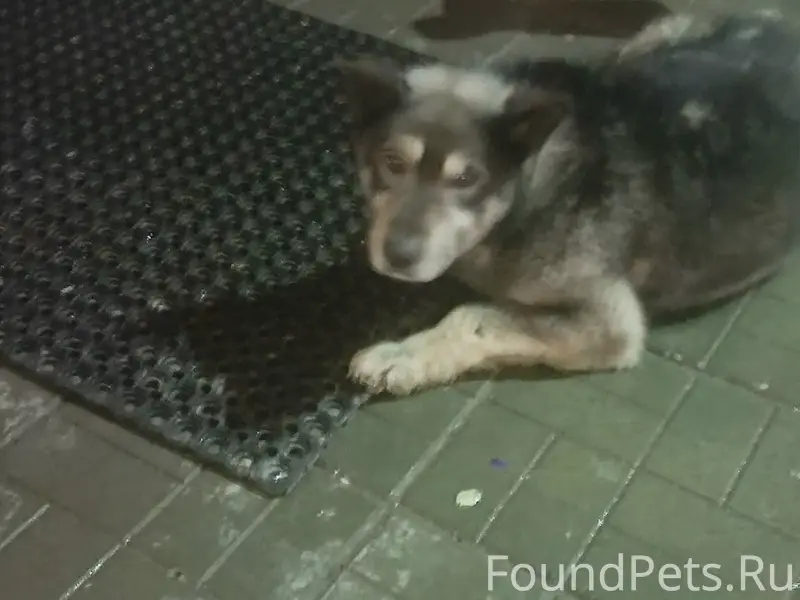 Найденна собака, Советская армии 60