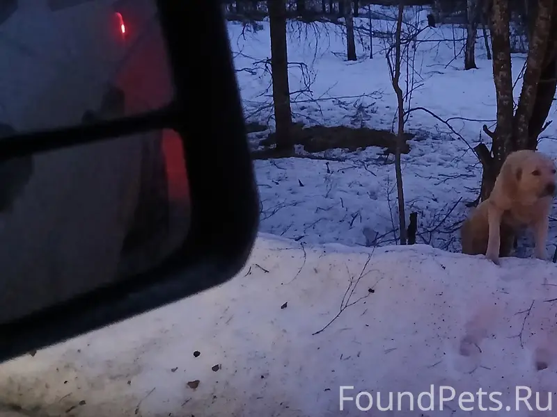 Найденны две собаки, деревня Шебаршино