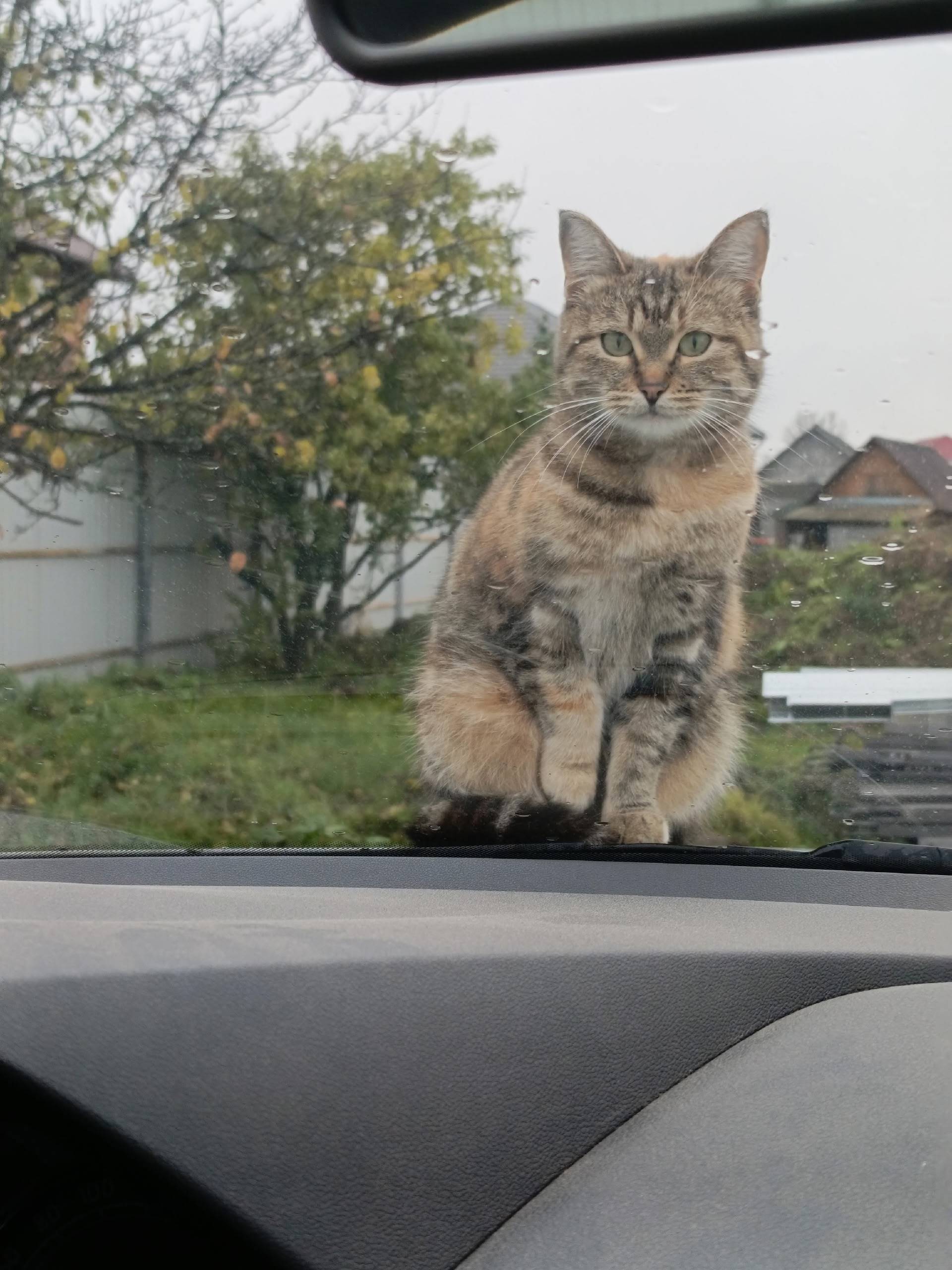 Пропала кошка Феня, Тутаевский переулок