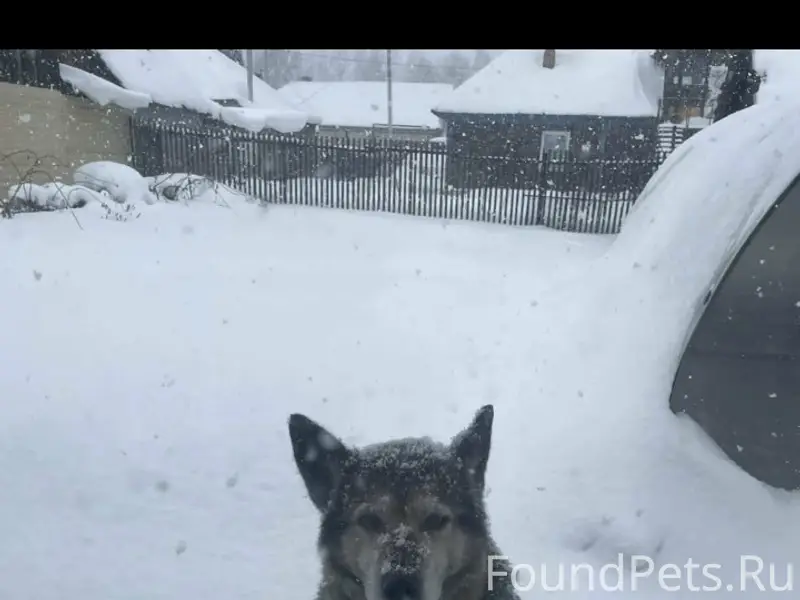 Пропала собака, Полысаево, кулацкий посёлок