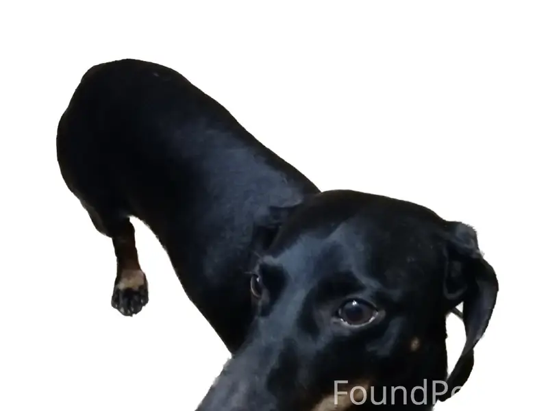 Найден мальчик такса, 3 микрорайон