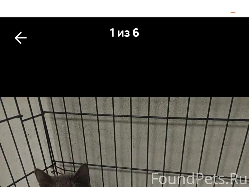 Найдена кошка с ошейником, Кузьмина