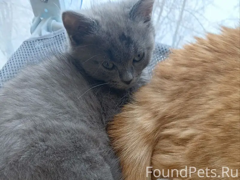 Пропал котёнок, район детского сада №4