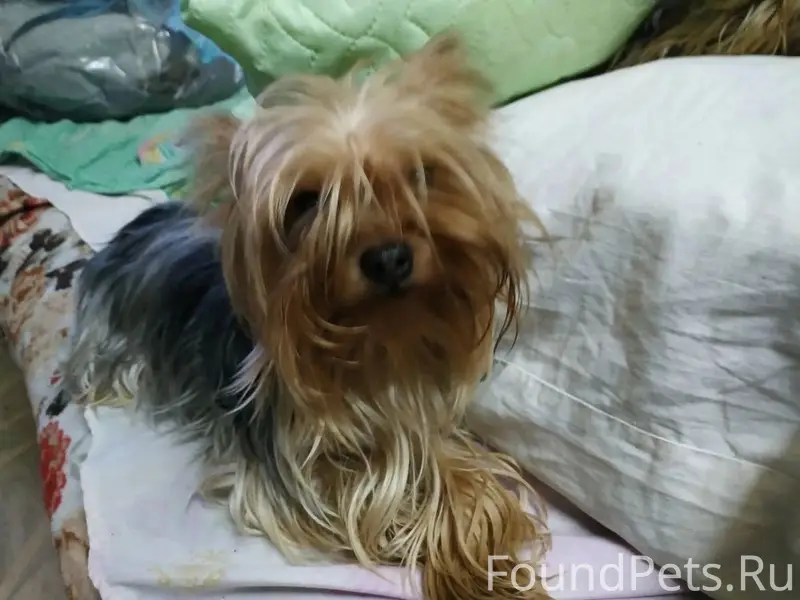 Пропала собака, Каляева 13