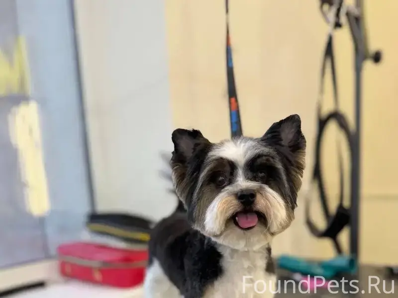 Пропал Бивер-Йорк Жора, ул. 8 просека