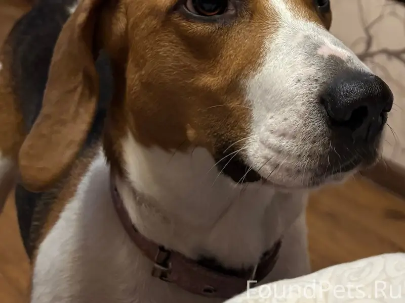 Пропала собака Бося, район Чистых прудов