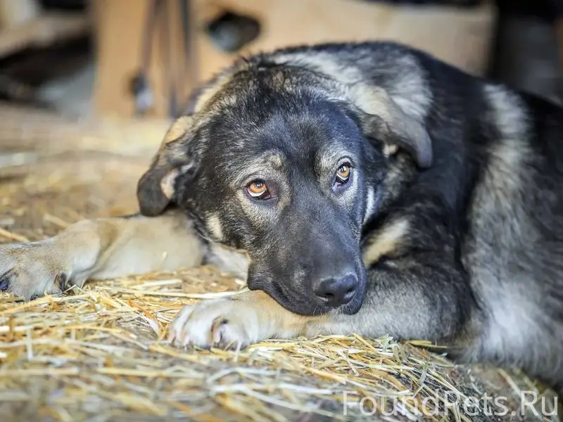Найден щенок-подросток, Бухта Казачья