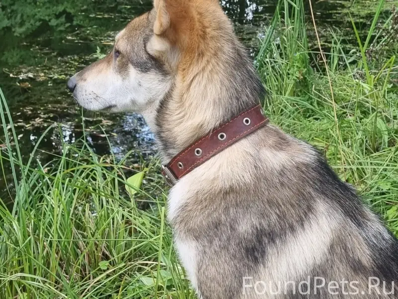 Пропала собака Альма, серая с ошейником