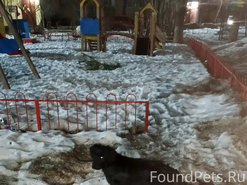 Найден похожий на кокер-спаниеля, Саратов, Октябрьский район