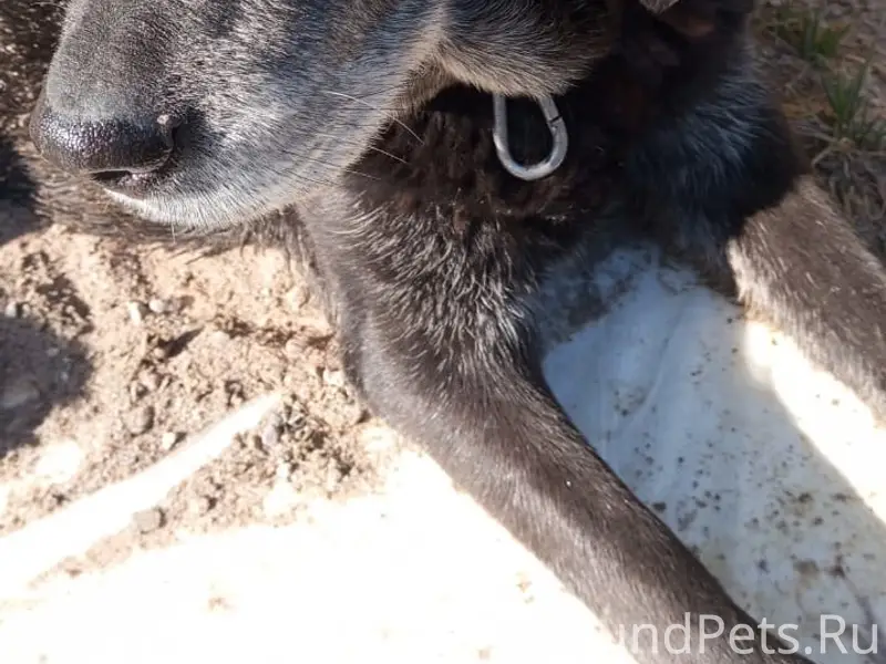 Найденна собака, деревня Березовка