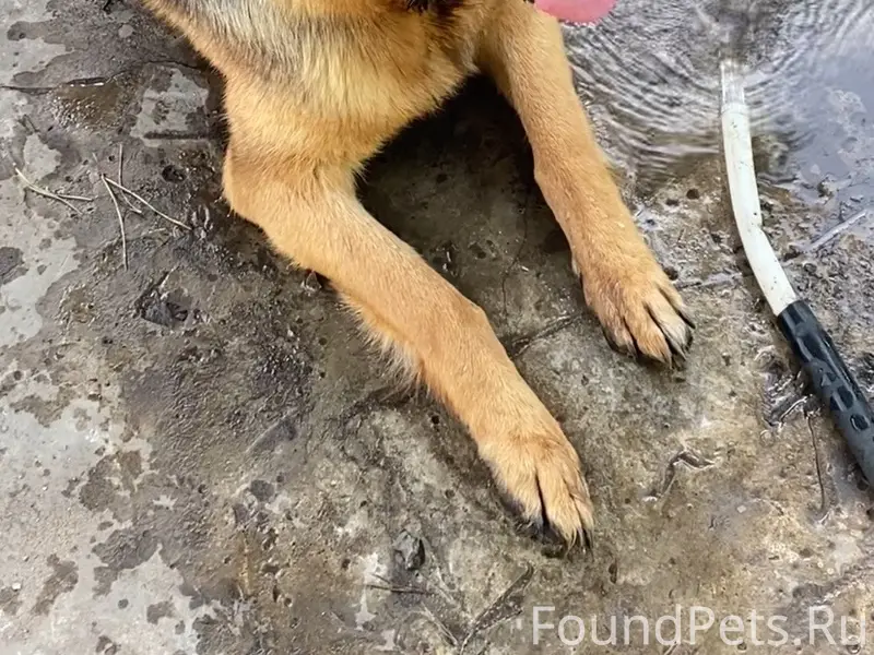 Пропала немецкая овчарка, район Щорса и Достоевского