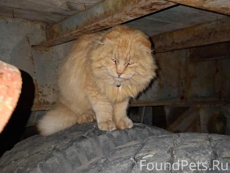 Найден кот, домашний