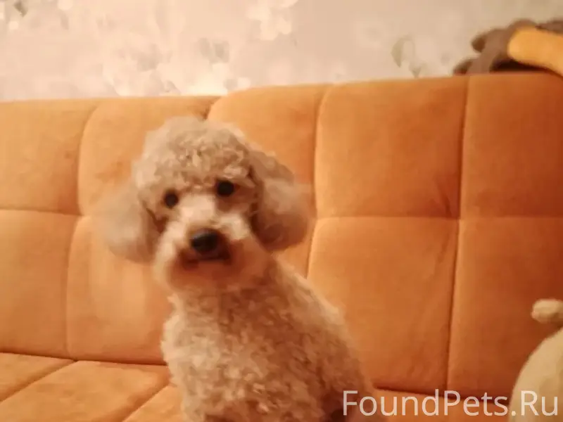 Пропала собака, Саратов, район ул. Рахова/Вавилова