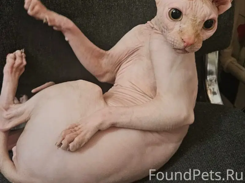 Пропал Сфинкс Веня, Ватутина