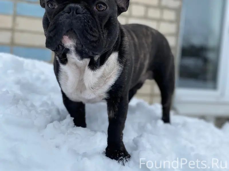 Пропал французский бульдог Майкл, посёлок Примокшанский