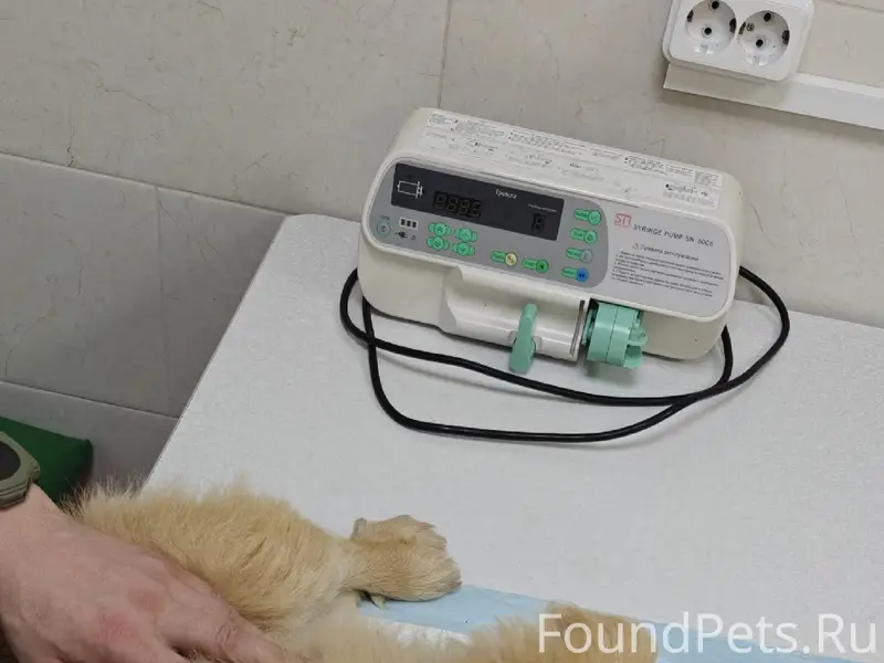 Найден пекинес, Южнобережное шоссе