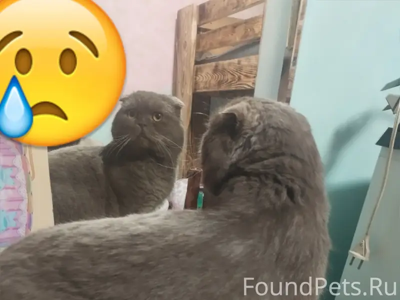 Пропал выслоухий кот Гуго, Ул. Липовенко